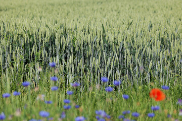 Zboże pszenica rośnie na polu na Ukrainie z którego będzie jedzenie.  - obrazy, fototapety, plakaty