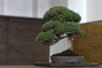 Old bonsai pine trees in a designer apartment.