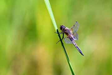 Dragonfly hold on dry branches and copy space .Dragonfly in the nature. Dragonfly in the nature habitat. Beautiful nature scene with dragonfly outdoor.a background wallpaper.