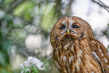The barn owl flies through the forest and hunts.