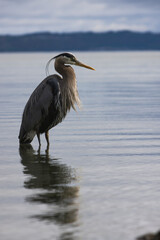 A great blue heron stands near shore in the morning sun light.