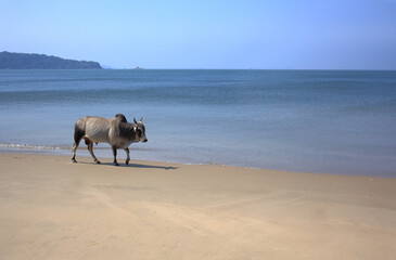 A big bull walking on the beach near Karwar city of Karnataka, India.