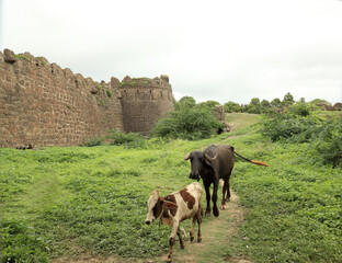 Cattles graze in Gulbarga Fort, Karnataka, India.