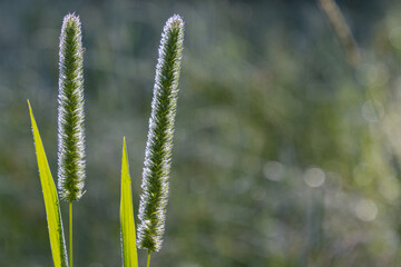 Close up of timothy grass with dewdrops, with copy space, Phleum pratense