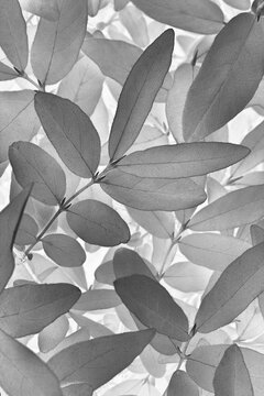 Vegetable vertical background from honeysuckle leaves. Gray abstract natural wallpaper from the foliage of a fruit bush. Light black and white plant backdrop © Deacon docs