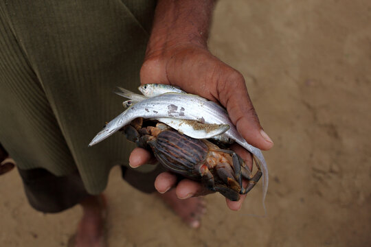 A fisherman's hand full of different types of fish on Karwar beach.