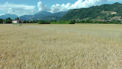 Wheat field in Brianza (Italy) with hills and mountains in the background