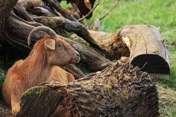 A goat (Capra hircus) resting by the bough