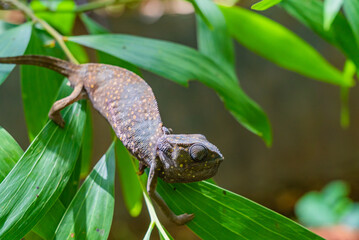 Chameleon sitting on the leaves. Chameleo on Zanzibar