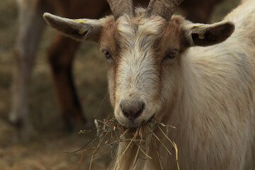 The goat (Capra hircus) eating hay