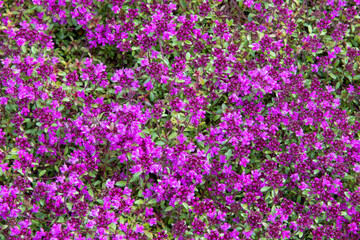 Red creeping thyme (Thymus serpyllum 'Coccineus')