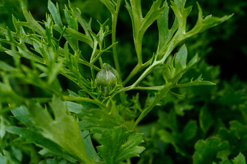 Ranunculus plant with flowers beginning to form. Growing outdoors. 