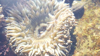 Fototapeta na wymiar Sea anemone tentacles, tide pool water, anemones mouth macro. Tidepool wildlife, aquatic marine organism. Exotic actiniaria polyp animal underwater. Littoral intertidal zone fauna, California low tide
