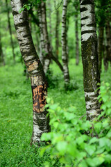 Summer birchwood with tree trunks, Armenia