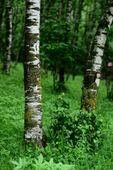 Summer birchwood with tree trunks, Armenia