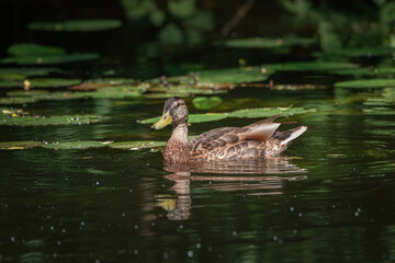 A wild duck swims in a summer river. There is artistic noise.