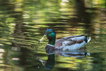 A wild duck swims in a summer river. There is artistic noise.