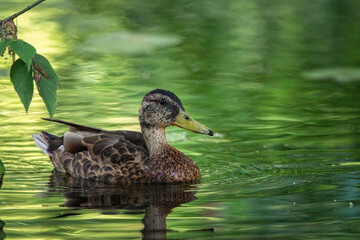 A wild duck swims in a summer river. There is artistic noise.