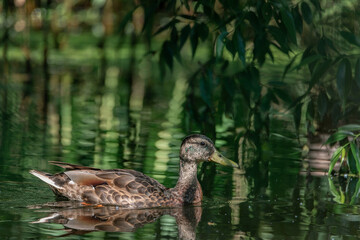 A wild duck swims in a summer river. There is artistic noise.