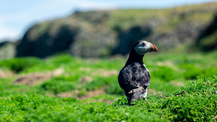 Puffin, Wales (United Kingdom)