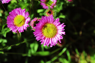 Fototapeta premium A beautiful closeup shot of a flower at a public garden at Crosby Marina, near Crosby Beach. This flower is open and in full bloom due to summer, ideal for a flower or nature background.
