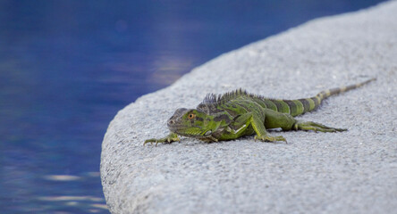 lizard on a rock