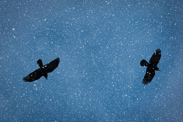 Silhouette of two rooks flying overhead in a snow storm