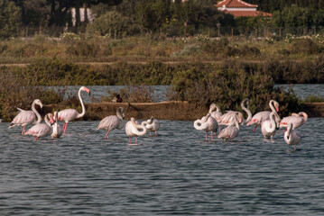 observando flamencos  © Federico Costa