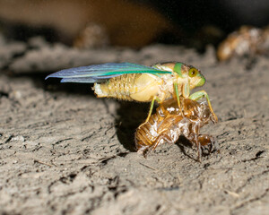 cockroach on the wall