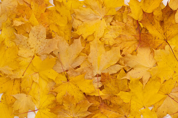 Naklejka na ściany i meble Closeup of colorful autumn maple leaves on vintage white wooden background. Yellow leaves on table.