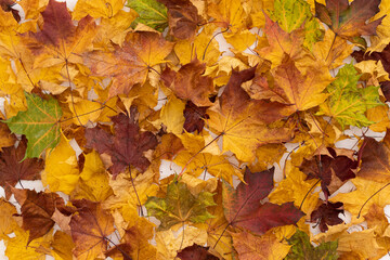Closeup of multicolored yellow, orange, red nad green dried maple leaves on wooden background. Autumn concept