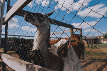 Cute and beautiful domestic goats with horns