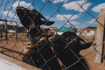 Cute and beautiful domestic goats with horns