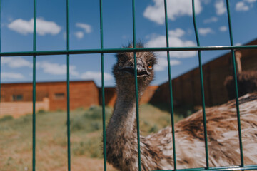 A beautiful wild bird in an eco park behind a metal fence 