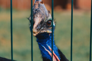 A beautiful wild bird in an eco park behind a metal fence 