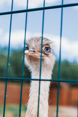 A beautiful wild bird in an eco park behind a metal fence 