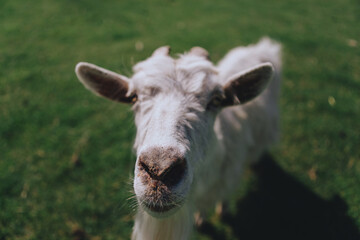 Cute and beautiful domestic goats with horns