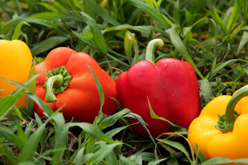 paprika