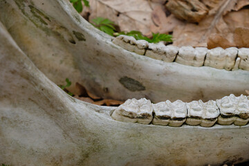 Cattle teeth. Cow's jaw. Animals lower jaw. Terrible find.
