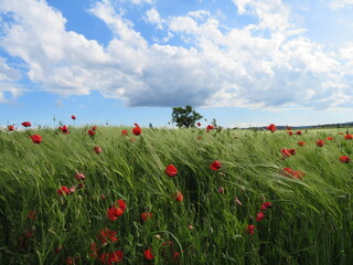 Mohnfeld mit Baum