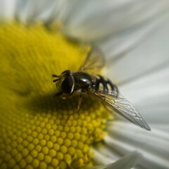 bee on leaf chamomile
