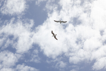 seagull flying through blue sky with clouds