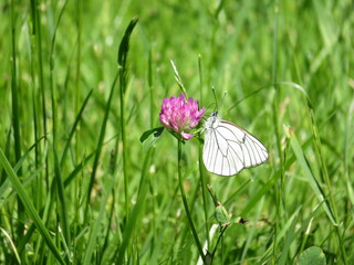 Schmetterling / Baum-Weißling