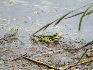 Teichfrosch / Teichfrösche im See