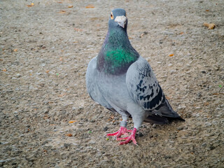 Homing pigeon with ring tag