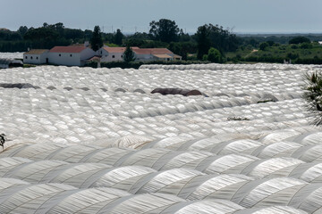 Large area of greenhouses for strawberry cultivation in Huelva, Andalusia - obrazy, fototapety, plakaty