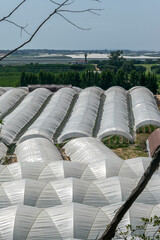 Large area of greenhouses for strawberry cultivation in Huelva, Andalusia