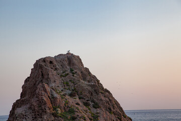 seagull on stone at sunset