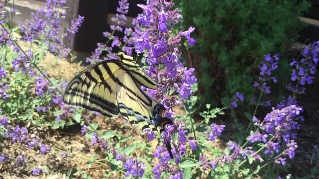 Butterfly Western Tiger Swallowtail Sips Lilac Nectar, Garden Beneficial Bugs