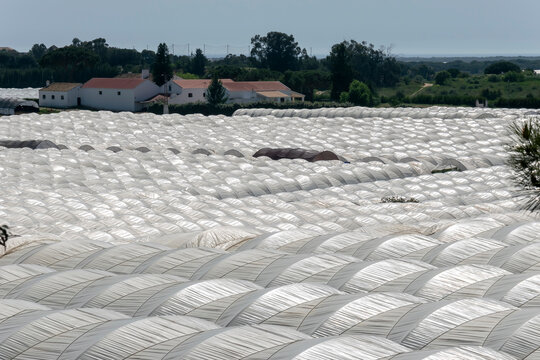 Large area of greenhouses for strawberry cultivation in Huelva, Andalusia